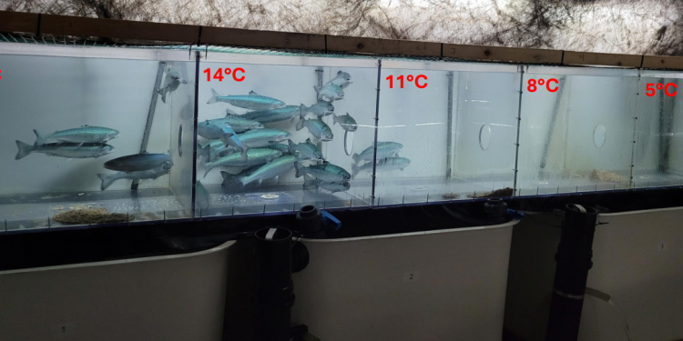 vandtemperaturen har stor indflydelse på hvor fisken foretrækker at opholde sig - Hi.No