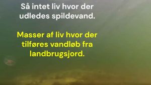 De seneste år har der været massiv debat i medierne om kvælstofudledningen til vores fjorde og kystnære områder. Men ofte kan ord ikke yde problemet retfærdighed. 
snapshot