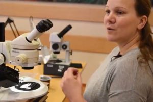 Forskerne finder nyttige oplysninger i Fiskens øresten  Foto: Norske og russiske forskere finder nyttige oplysninger i øresten fra Barentshavet - IMR