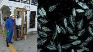 Norske forskere bruger undervandskameraer og smarte bøjer til at kortlægge plankton – en nøgle til livet i havet. foto: HI - Henrik Søiland og Terje van der Meeren