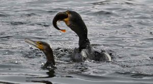 Bestanden er vokset markant siden 1980’erne, hvor der kun var få tusinde ynglepar. I dag vurderes bestanden af den europæiske underart P. c. sinensis til at ligge i størrelsesordenen 610.000–740.000 individer i Nord- og Centraleuropa, og globale estimater for arten spænder op til over 1,4–2,1 millioner individer bredt set, med en voksende trend i mange områder.  foto: snapshot facebook 