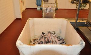 Fiske-fraskær kan blive en millionforretning.  foto: fraskær - FiskerForum