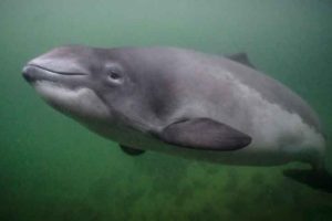 Hos forsknings- og oplevelsescentret i Kerteminde er der blevet markeret en bemærkelsesværdig milepæl. Marsvinet Freja er fyldt 30 år og er dermed det ældste kendte marsvin i verden – en rekord, der har sikret hende en plads i Guinness World Records. foto: fjordbaelt.dk