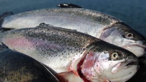 Danske ørreder fra dambrug og havbrug er fri for PFAS - Snapshot Musholm