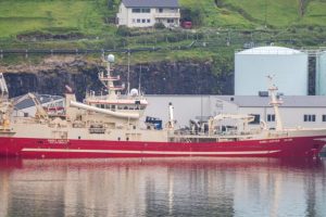 I Fuglefjord landede den færøske trawler Gamli Jupiter i sidste uge en last på 2.150 tons blåhvilling til fiskemelsfabrikken Havsbrún, som de har fisket i internationalt farvand ud Vest for Irland. foto: Kiran J