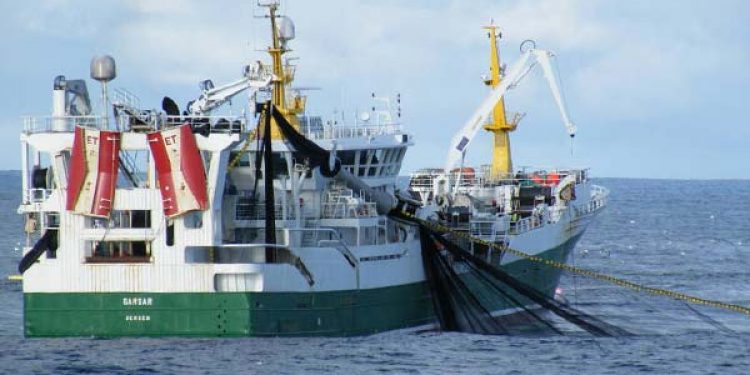 Norge råder i 2011 over en fangstkvote på i alt ca. 182.000 tons. Den seneste uge er der fanget godt 6.000  tons.   Foto:  319