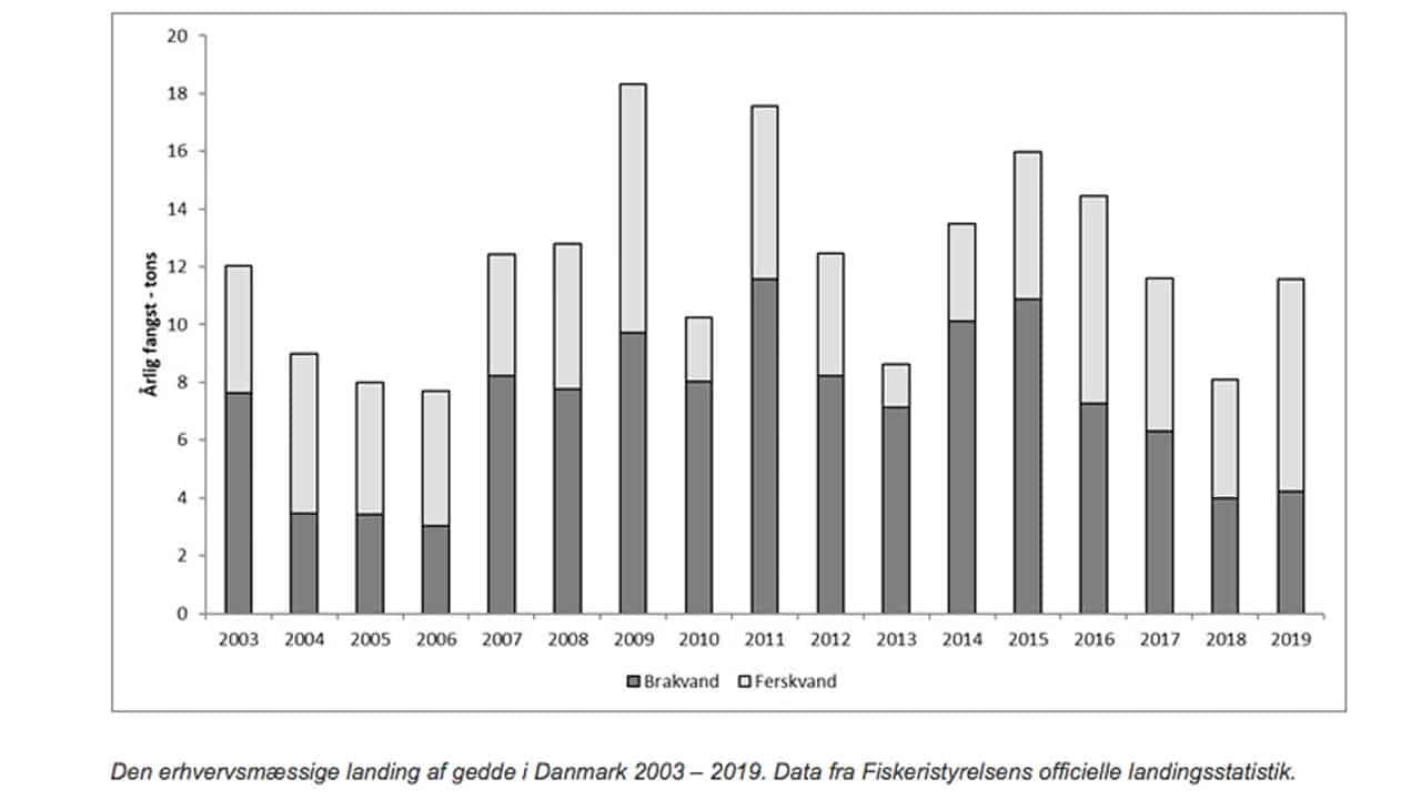 Fangststatistik gedde