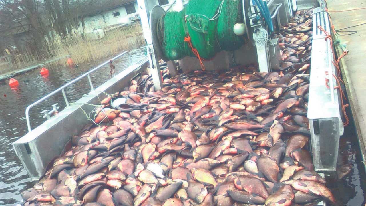 Read more about the article Bornholmsk Trawl vækker svenske søer til live igen