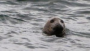 Det kommer ikke bag på fiskerne: Men sæler foretrækker torsk fremfor fladfisk. foto: Lote Kindt Larsen DTU Aqua