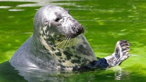 Grå-sælen er den »oversete skurk« bag torskens forsvinden i Østersøen Det syntes at være konklusionen fra Knud Fischer, pensioneret marinbiolog, der i et debatindlæg i Fiskeritidende.dk, sætter fokus på netop dette rovdyrs medvirken og årsag til torskens nuværende situation i Østersøen. arkivfoto