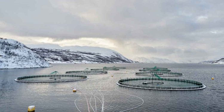 Grieg Seafood har solgt sine virksomheter i Finnmark og Canada til Cermaq for 10,2 milliarder kroner. foto: Grieg