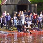 Grinde-jagt på Færøerne får igen følelserne i kog - Miljøorganisationer er vrede foto wikipedia