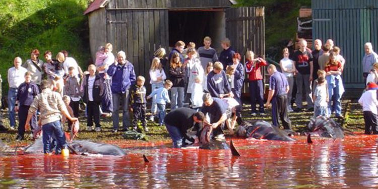 Grinde-jagt på Færøerne får igen følelserne i kog - Miljøorganisationer er vrede foto wikipedia