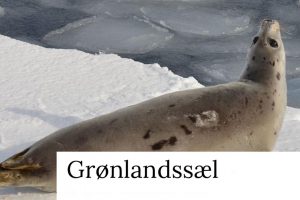 Norge tager anderledes hånd om sæl-problemerne foto: Wikip