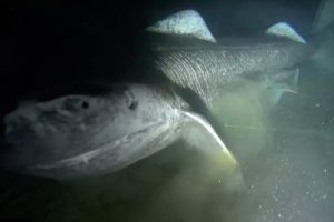 Grønlandshajen er én af verdens største hajer