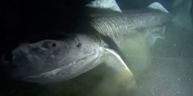 Grønlandshajen er én af verdens største hajer