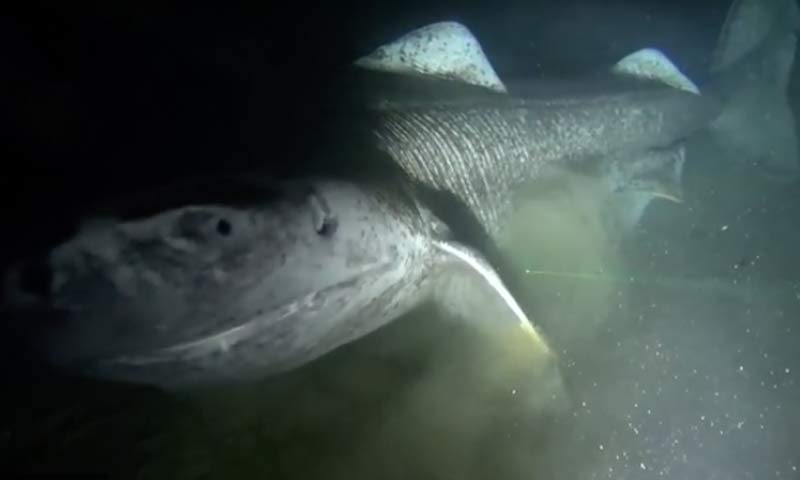 Read more about the article Grønlandshajen er én af verdens største hajer