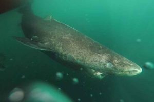 Grønlandshaj der sættes fri efter at været fanget på en langline. Foto Julius Nielsen KU