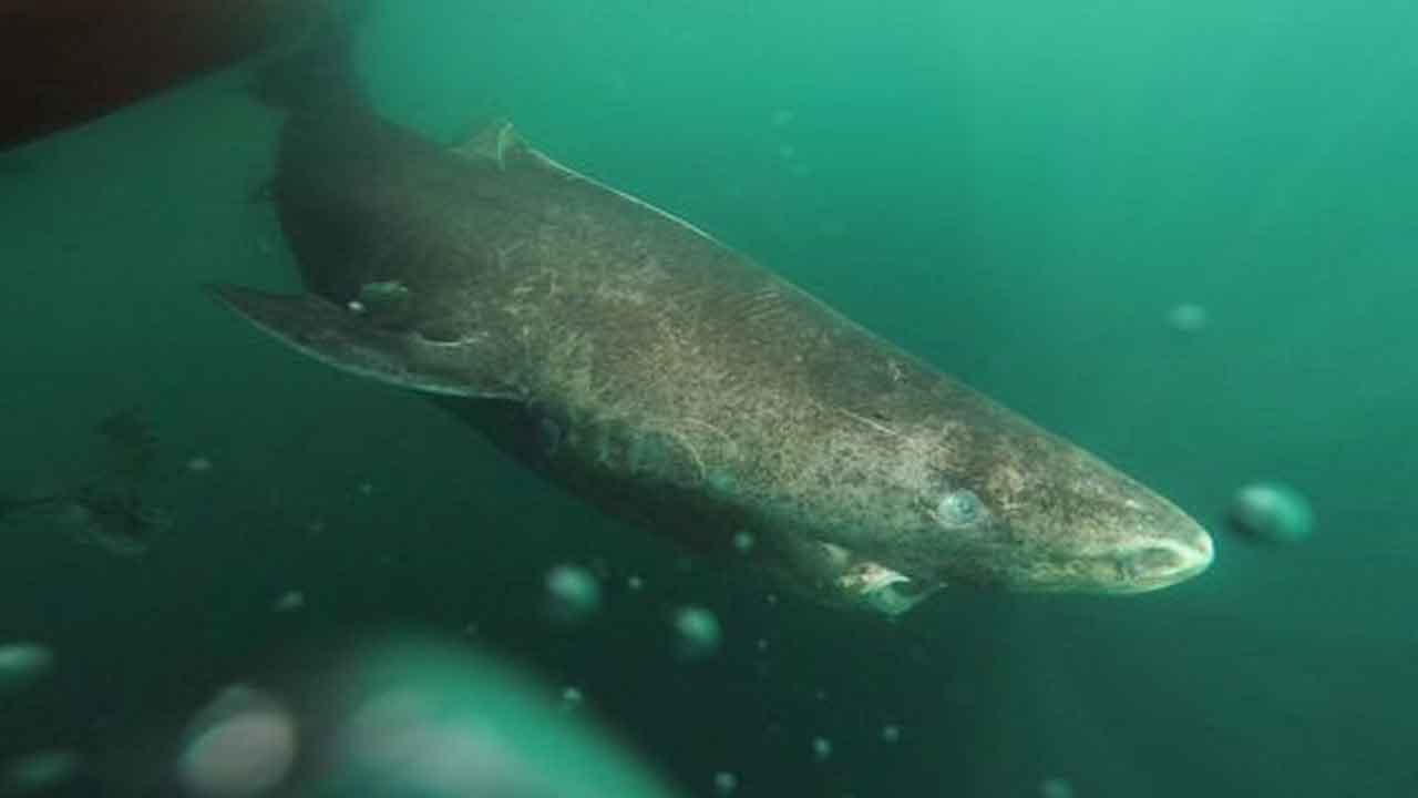 Read more about the article Nyt studie peger på Skagerrak som et slags ”fritidshjem” for den gådefulde grønlandshaj