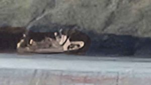 Tidligt i morges, mens de to færøske trawlere, »Skoraberg« og »Fuglberg«, var på vej tilbage til Klaksvik efter et fiskeri øst for Færøerne, opstod en dramatisk hændelse. Skoraberg gik på grund nær den bjergrige og uvejsomme Kalsoy, da trawler-parret var på vej til at losse deres fangst i Kósin. foto: Fiskur.fo