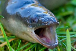 Hvis vi skal sikre en grøn og bæredygtig fremtid for fiskeriet, kræver det, at den grønne omstilling bygger på fakta og realistisk viden – ikke på følelsesladede udmeldinger, som vi ser det fra debatører, som biolog Alexander Holm.