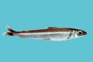 For 2026 lyder anbefalingen på en fangst af guldlaks på 18.441 tons.  arkivfoto