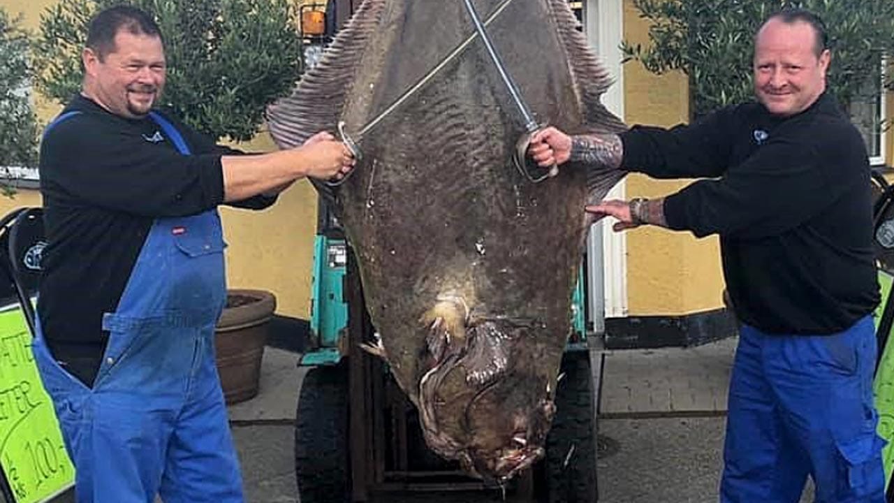 Read more about the article kæmpe Helleflynder fanget i Nordsøen ender i Gilleleje
