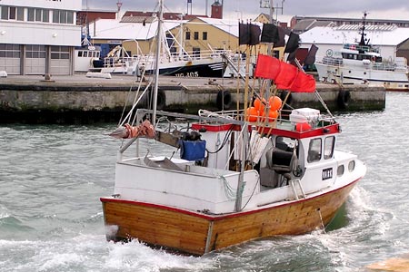 Read more about the article Norsk kvote deling af torsk, giver flere fiskeindustriarbejdere.