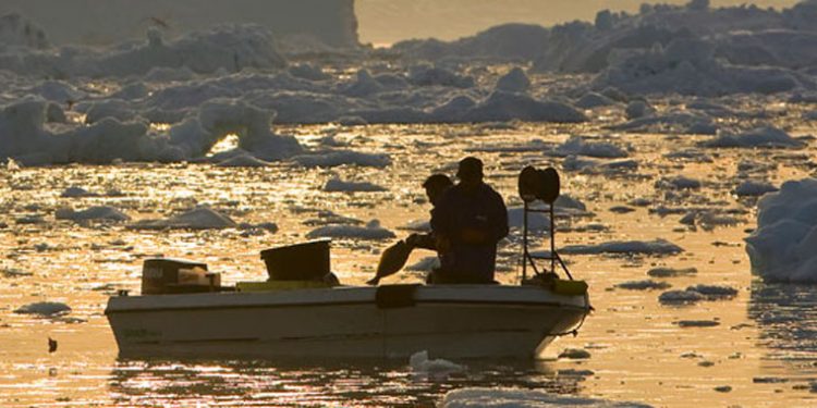 Halvering af fiskeriet efter grønlandske hellefisk får nu konsekvenser  Foto: Helle-fiskeri ved Grønland