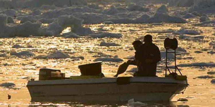 Grønlandsk fiskeriorganisation mener der fiskes for hårdt indenskærs. Arkivfoto: Hellefiskeri i Grønland - Halibut - Greenland