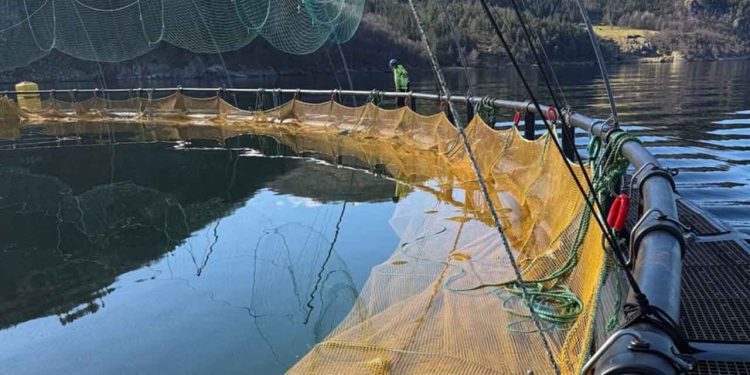 For nylig har det norske akvakulturselskab Grieg Seafood taget to fuldskala fiskeopdrætsbure fremstillet udelukkende af genanvendt nylon i brug. Indtil nu har det ikke været muligt at genanvende nylon fra net uden at gå på kompromis med kvaliteten. foto: hampidjan