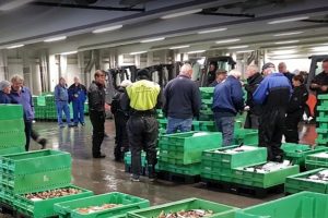 Nordjysk fiskeauktion henter flere fisk i udlandet. foto: Hanstholm Fiskeauktion