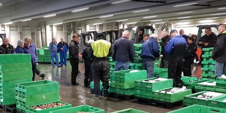 Nordjysk fiskeauktion henter flere fisk i udlandet. foto: Hanstholm Fiskeauktion