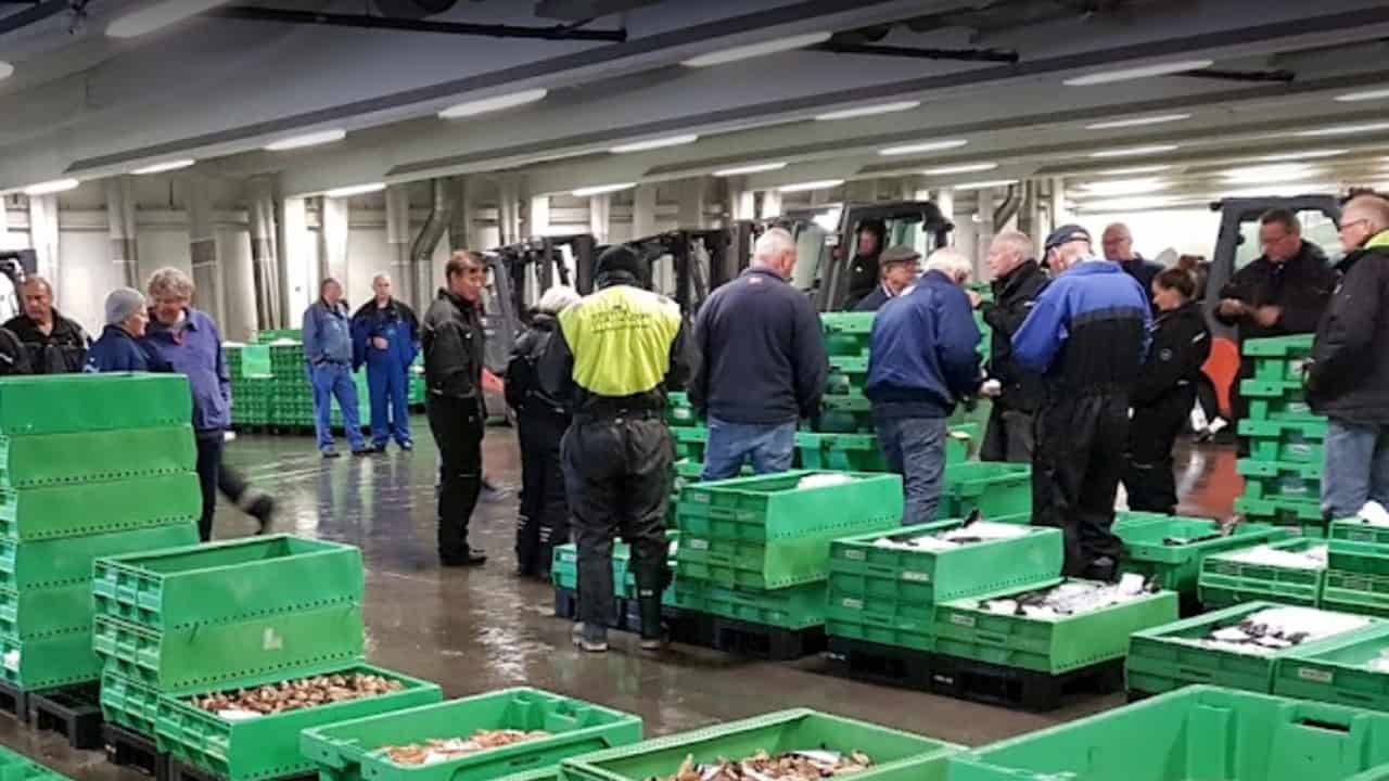 Read more about the article Nordjysk fiskeauktion henter stadigt flere fisk i udlandet
