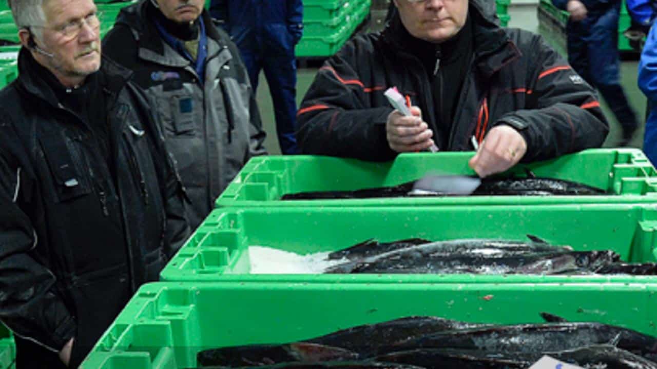 Read more about the article Corona-Virus kan bremse eksporten af fisk fuldstændigt