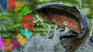 Parallelt med Miljøstyrelsens arbejde gennemfører EU netop nu en undersøgelse om akvakulturfoder (Aquafeed). Målet er at indhente viden og erfaringer fra både akvakultur- og foderindustrien. Spørgeskemaet er rettet mod producenter og interessenter, og Kommissionen har forlænget fristen for besvarelser til den 31. august 2025. foto: DAPO