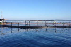 Efter 6 års ventetid, så træffer Miljøstyrelsen nu afgørelse om havbrug - om nogle få uger.. foto: Bornholms havbrug