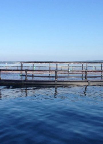 Efter 6 års ventetid, så træffer Miljøstyrelsen nu afgørelse om havbrug - om nogle få uger.. foto: Bornholms havbrug