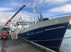 Færøerne: På Streymoy landes der lange og hellefisk samt torsk - foto: fiskur