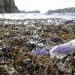 Barentshavet er hårdt ramt af plastik- og mikroplast-forurening fotograf: Torhild Dahl / Havforskningsinstituttet