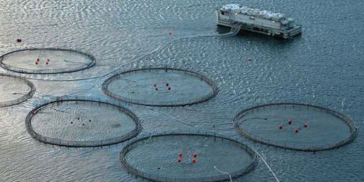 Norsk laks falder i pris for første gang i fem år  arkivfoto: laksefarm - FiskerForum