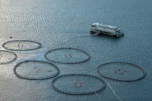 Skærpet konkurrence efter russisk boykot.  Foto: Norsk havdambrug - Wikip