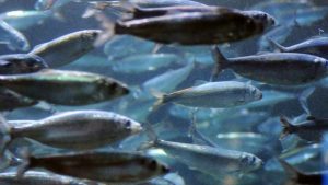 Stimefisk som silden, ledes af individer med lang erfaring - men efter et intensivt fiskeri, så glemte silden åbenbart, hvor den plejede at gyde. Møre er nu byttet ud med Lofoten som et stort gydeområde for silden. foto: hi.no