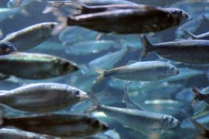 Stimefisk som silden, ledes af individer med lang erfaring - men efter et intensivt fiskeri, så glemte silden åbenbart, hvor den plejede at gyde. Møre er nu byttet ud med Lofoten som et stort gydeområde for silden. foto: hi.no