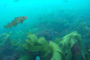 Ny forskning viser, at fisk spiller en langt større rolle i klimaregnskabet, end man hidtil har troet. De er ikke bare mad – de er små klima-arbejdere på overtid under havoverfladen. foto: Hi.no