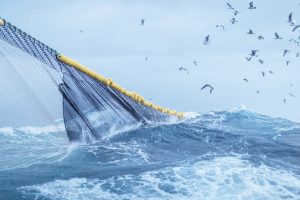 Klimaændringer har konsekvenser for fiskeriet foto: Paolo Cipriani HI.no