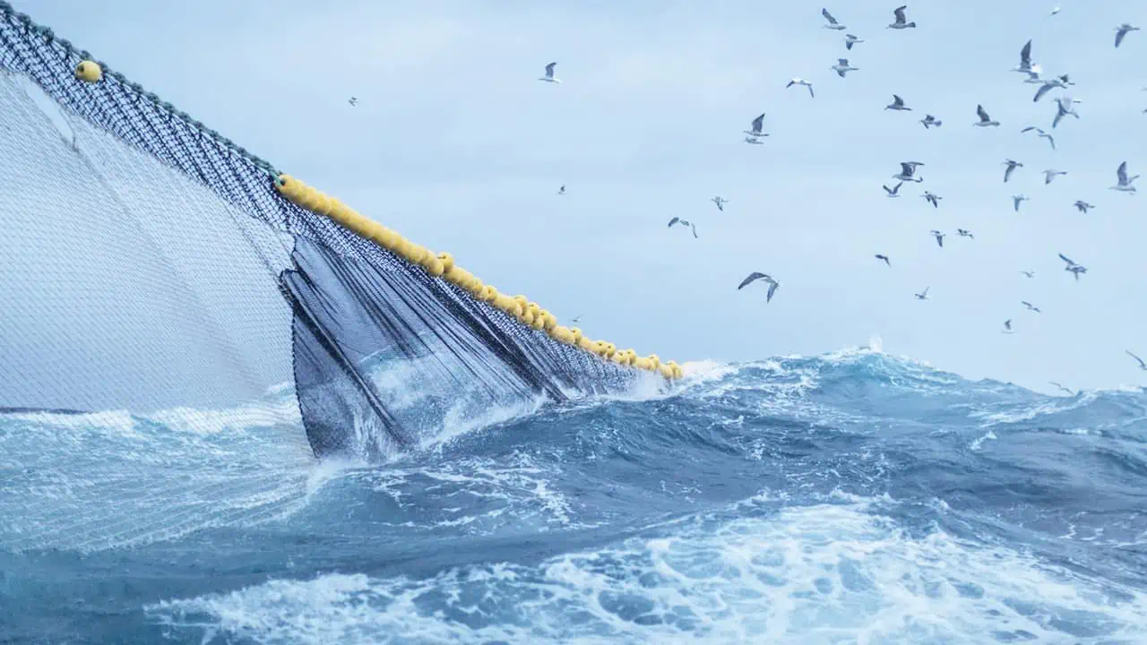 Read more about the article Klimaændringer har store konsekvenser for fiskeriet