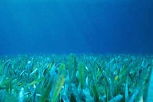 18 havforskere i opråb: Ålegræs er afgørende for et rigt liv i havet, men det redder ikke vores klima. foto: wikip