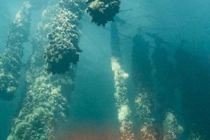 Stifter af Havhøst, Joachim Hjerl, har i et indlæg i Altinget Fødevarer skrevet om CO2-afgiften og trawlfiskeriets konsekvenser. Han udtrykker sin bekymring over, at Danmarks Fiskeriforening muligvis vil kræve trawlforbuddet ophævet. foto: Havhøst.dk