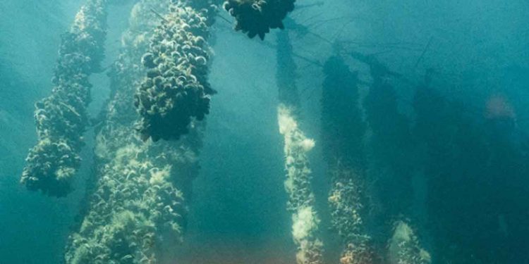 Stifter af Havhøst, Joachim Hjerl, har i et indlæg i Altinget Fødevarer skrevet om CO2-afgiften og trawlfiskeriets konsekvenser. Han udtrykker sin bekymring over, at Danmarks Fiskeriforening muligvis vil kræve trawlforbuddet ophævet. foto: Havhøst.dk